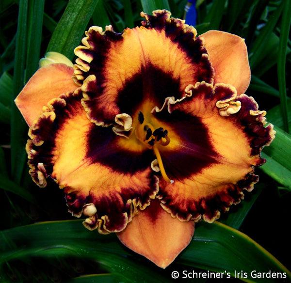 Incandescent Red Daylilies