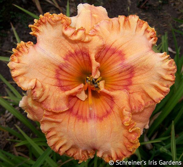 Mandolin Daylily Catalog