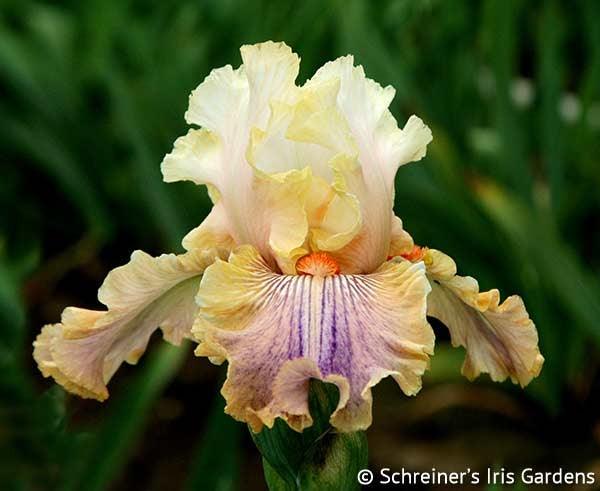 carnival of color tall bearded iris