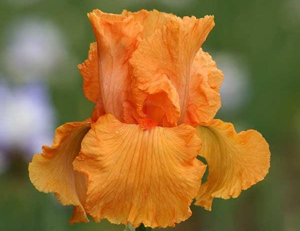 Coup De Soleil Tall Bearded Iris Coup De Soleil Tall Bearded Iris