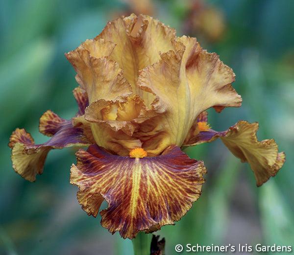 Side Line | Tall Bearded Iris