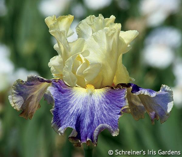 Sunny Glitter Tall Bearded Iris