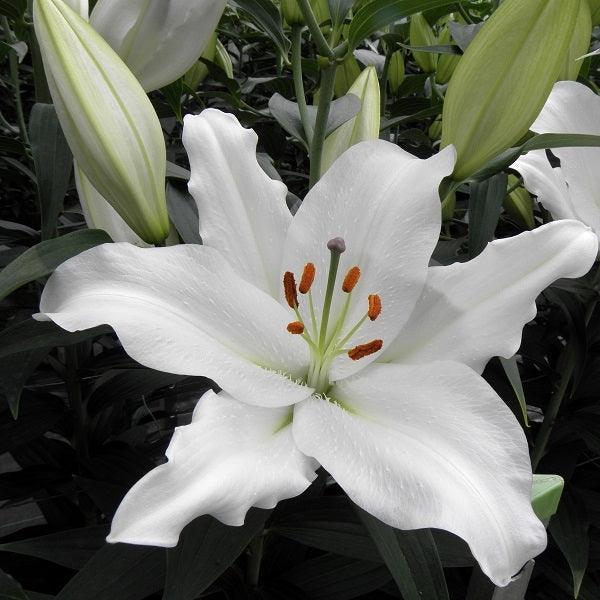 Eight Lily Mix and Match Collection | New! - Oriental Lilies