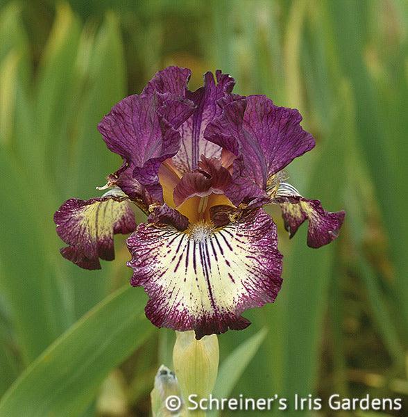 spiked intermediate bearded iris