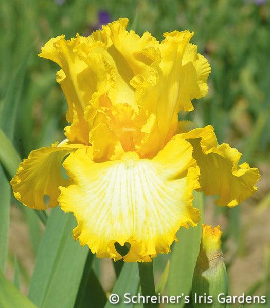 That’s All Folks | Tall Bearded Iris